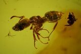 Detailed Fossil Ants (Formicidae) & Fly (Diptera) In Baltic Amber #128292-2
